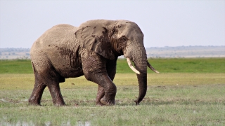 Nesli tükenme tehlikesinde olan fillere isim verilecek