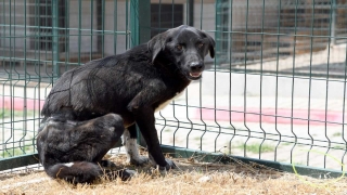 Mersin’de belinden çelik telle ağaca bağlı bulunan köpek tedavi altına alındı