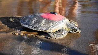 Uydudan izlenen yeşil deniz kaplumbağası ”Talay” 3 günde 30 kilometre yol aldı