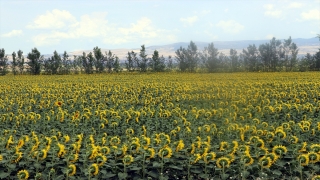 Tarımsal kuraklığın yaşandığı Amasya’da çiftçiler, daha az su gerektiren yağlık ayçiçeği üretiyor
