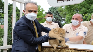 Bursa Hayvanat Bahçesi’nde yavru aslan sevinci