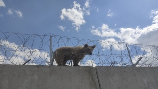 Ağrı’da sınırdaki güvenlik duvarının üzerinde mahsur kalan yavru ayı kurtarıldı