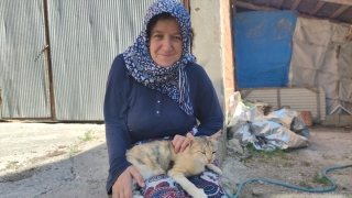 Amasya’da su kuyusuna düşen kedi yavrusu AFAD ve itfaiye ekiplerince çıkarıldı
