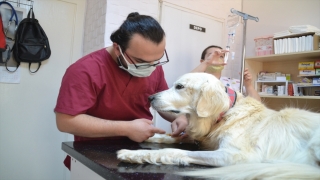 Keşan’da böbrek yetmezliği olan ”Mischa” adlı köpeğe kök hücre tedavisi yapıldı