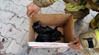 Esenyurt’ta itfaiye erleri yangın çıkan binada dumandan etkilenen kedileri kurtardı