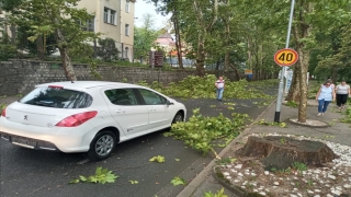 Bosna Hersek’te şiddetli rüzgar sonucu ağaçlar devrildi