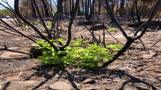 Marmaris’te yangınlar sonrası doğa canlanmaya başladı