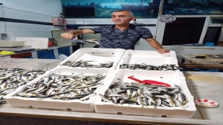 Zonguldak’ta balıkçıların avladığı istavrit tezgahları süsledi