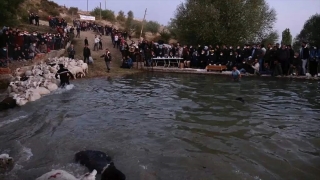 Burdur’da 750 yıllık ”sudan koyun geçirme” geleneği renkli görüntülere sahne oldu