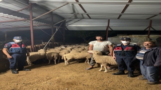 Antalya’da ormanlık alanda kaybolan 46 koyunu jandarma buldu