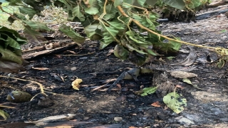 Mersin’de tarım arazisinde çıkan yangında muz, avokado ve zeytin ağaçları zarar gördü