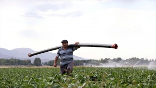 Şeker pancarı alım fiyatının yükselmesi Muş’taki çiftçileri sevindirdi