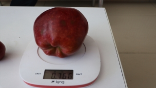Bu Elma Tam 766 gram