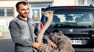 Diyarbakır’da deve kuşunun karnından ameliyatla 40 parça cisim çıkarıldı