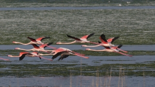 Flamingoların yuvası Çakalburnu Lagünü deniz yosunuyla kaplandı