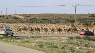Umman’da deve yetiştiriciliği önemli bir kültürel miras olarak varlığını koruyor