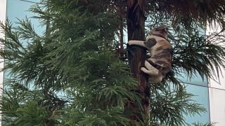 Rize’de ağaçta mahsur kalan kediyi itfaiye ekipleri kurtardı