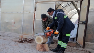 Nevşehir’de budanan ağaçlar dar gelirli ailelere yakacak oluyor