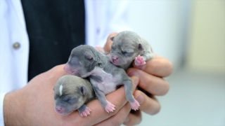 Sivas’ta sezaryenle doğum yaptırılan köpek 3 sağlıklı yavru dünyaya getirdi