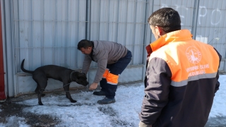 Sivas’ta sanayi sitesinde başıboş gezen yasaklı ırk köpek barınağa götürüldü
