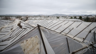 Alanya’da fırtına ve dolu tarım alanlarına zarar verdi
