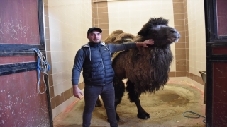 Burdur’daki hayvan hastanesinde deveye katarakt ameliyatı yapıldı