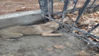 Mardin’de kafası demir korkuluklara sıkışan köpek yavrusu kurtarıldı