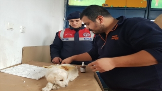 Sivas’ta jandarma ekipleri kar ve soğuktan etkilenen köpekler için mama bıraktı