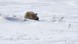 Karla kaplanan Kars’ta yaban hayvanları yiyecek bulmakta zorlanıyor