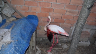 İranlı kuş bilimcilerin çip taktığı flamingo Aksaray’da yaralı halde bulundu