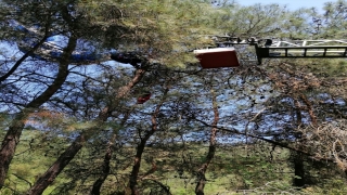 Manisa’da ağaçta asılı kalan amatör paraşütçü kurtarıldı