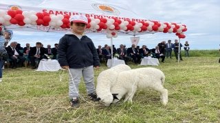 Samsun’da yarışmada dereceye giren çocuklara kuzu ve civciv verildi