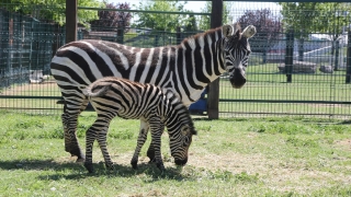 Kayseri’deki hayvanat bahçesinin üyelerine yavru zebra da katıldı
