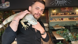 Yozgat’ta kafe işletmecisi müşterilerini omzunda iguana ile karşılıyor