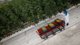 Seracılık Mükemmeliyet Merkezi’nde iki ayda 30 ton domates hasat edildi