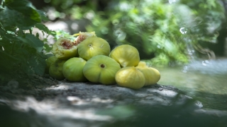 Irak’ta sıcaklık ve toz nedeniyle Duhok’un ünlü Akre incirinin üretimi azaldı