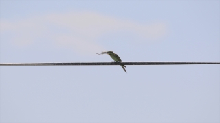Yeşil arı kuşunun beslenme anı kameraya yansıdı