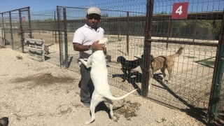 Antalya’da hayvanseverlerce oluşturulan barınak 170 köpeğe yuva oldu