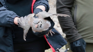 Bolu’da 650 kınalı keklik doğaya bırakıldı