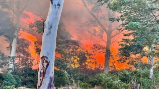 Kaş’ta ağaçlandırma sahasında yeniden çıkan yangın seralara sıçradı