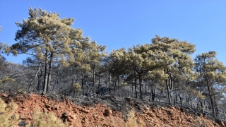 Marmaris’teki orman yangınında 500 hektar alan yandı