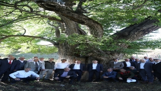 Artvin’de 1100 yıllık armut ağacında meyve hasadı yapıldı