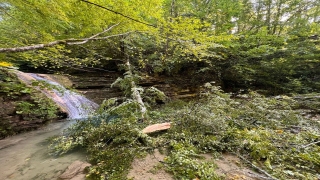Sinop’ta üzerlerine ağaç devrilen 2 kişi öldü, 1 kişi yaralandı