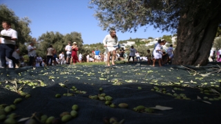 Muğla’daki 5. Zeytin Hasadı etkinliğinde tatilciler 700 yıllık ağaçlardan zeytin topladı