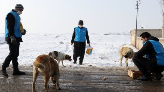 Dondurucu soğuğun etkili olduğu Ağrı’da sokak hayvanlarının yaşam alanlarına mama ve et bırakıldı