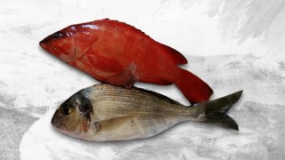 Akdeniz tropikalleşiyor: Kırmızı lagos balığı Antalya'da görüldü