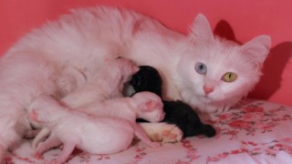 Van'ın en güzel kedisi Mia'nın yavrularından biri siyah renkli doğdu