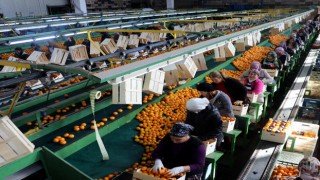 1.37 milyar dolarlık yaş meyve sebze ihracatı yapıldı