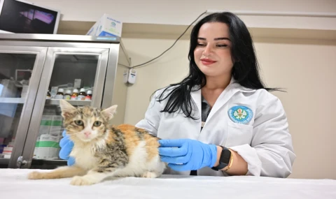Manisa’da kısırlaştırılan kedi sayısı 3 bini geçti