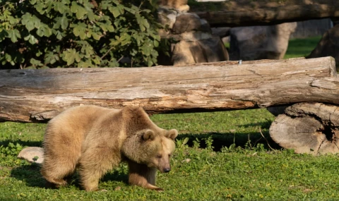 Doğal Yaşam’ın yeni sakinleri siyah jaguar ve boz ayı oldu